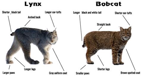 Bobcat Size Comparison: How Big Are Bobcats?