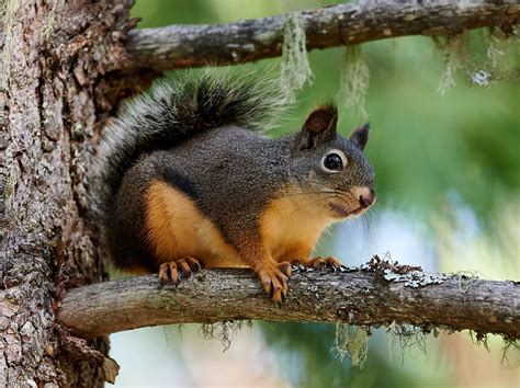 Douglas's Squirrel (U.S. National Park Service)