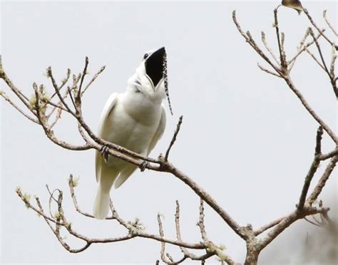 The Loudest Bird In The World Has A 'Deafening' Mating Call