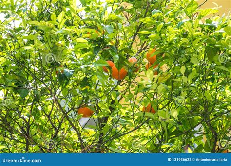 Bitter Orange Tree Flowers and Fruits Stock Photo - Image of diet ...