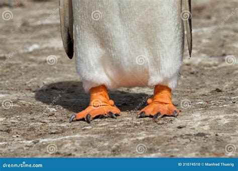 Gentoo Penguin Feet Closeup Stock Photo - Image: 31074510