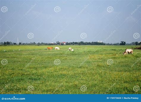 A cow eating grass stock photo. Image of tree, copy - 176973604