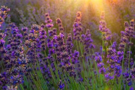 Premium Photo | Lavender fields at sunset time