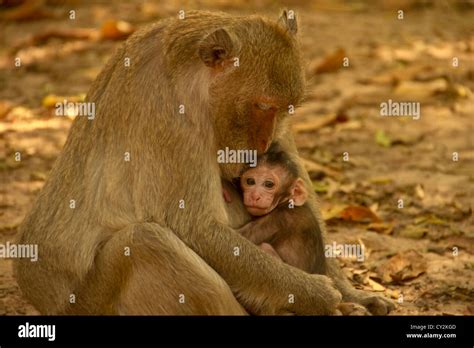 Baby monkey hugging his mother Stock Photo - Alamy