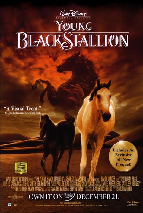 Young Black Stallion Movie Posters From Movie Poster Shop