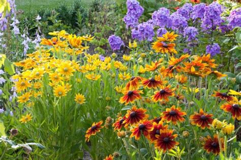 Rudbeckia hirta 'Prairie Sun' (Black Eyed Susan)