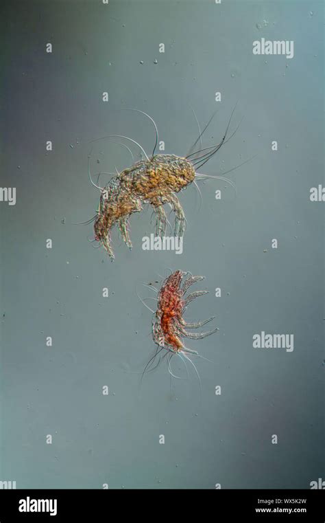 House dust mites under the microscope 100x Stock Photo - Alamy