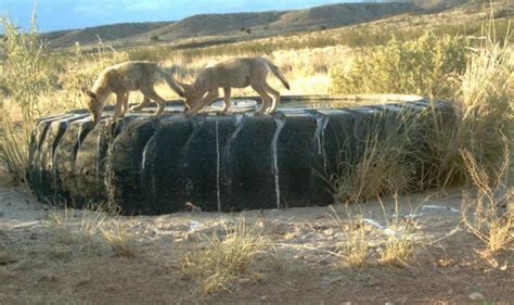 Free picture: coyote, pups