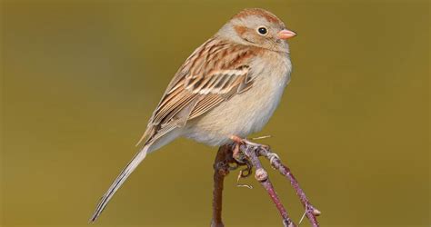 Field Sparrow Identification, All About Birds, Cornell Lab of Ornithology