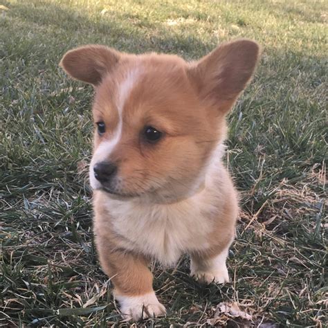 Corgi Puppies For Sale • Adopt Your Puppy Today • Infinity Pups