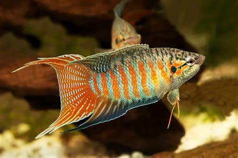 Paradise Fish Care Guide & Species Profile | Fishkeeping World