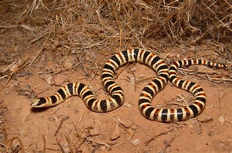 Lawsuit Launched to Protect Tucson Shovel-Nosed Snakes Under Endangered Species Act – Green Reporter