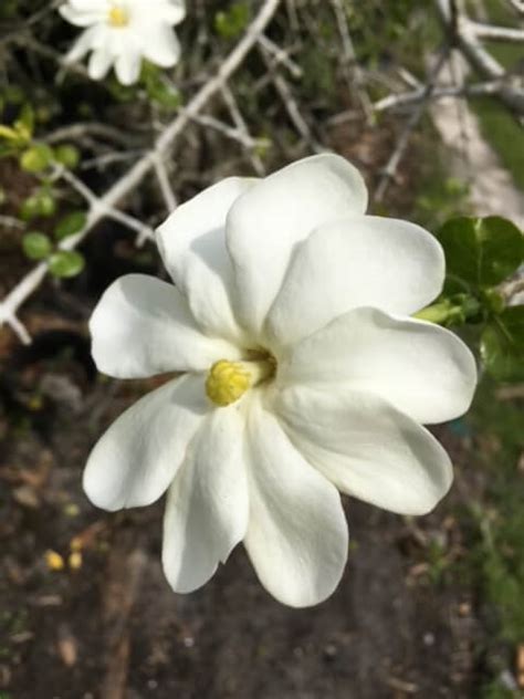 Gardenia thunbergia – Wild Gardenia (6″ pot) – Gardino Nursery