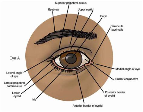 Anatomy Atlases: Anatomy of First Aid: A Case Study Approach: The Eye