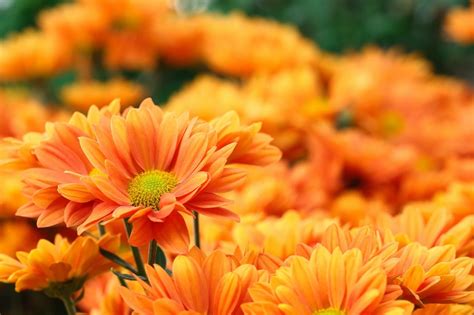 Incredible Compilation of Over 999 Orange Flower Images: Full 4K Orange Flower Photos