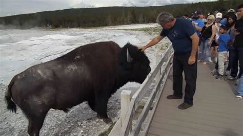 Woman 'plays dead' while running from charging bison in Yellowstone