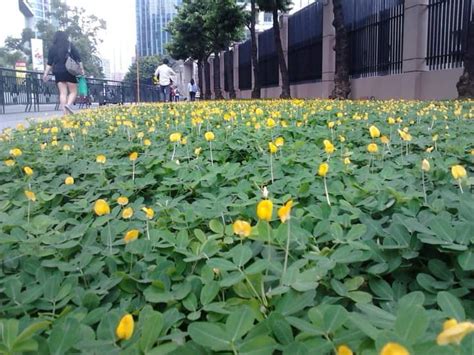 PEANUT GRASS MANI MANI PLANT LIVE PLANT POTTED Landscape design available in Small pot (Gatang ...