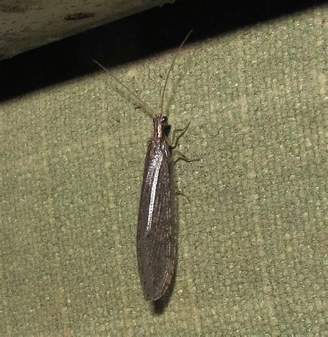 Esperance Fauna: Brown Lacewings - Hemerobiidae