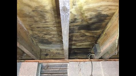 DIY mold removal from plywood subfloor : r/homeowners