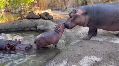 Fiona still Learning to be Polite to Baby Hippo Brother Fritz ...