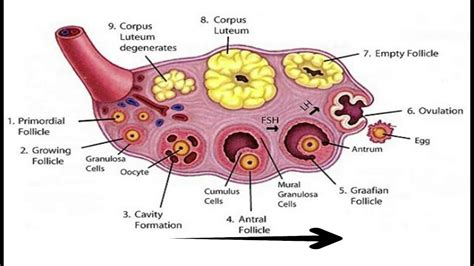 The process of ovulation - YouTube