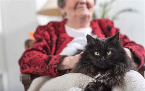 What are the Best Pets for Seniors? - Frontier Senior Living