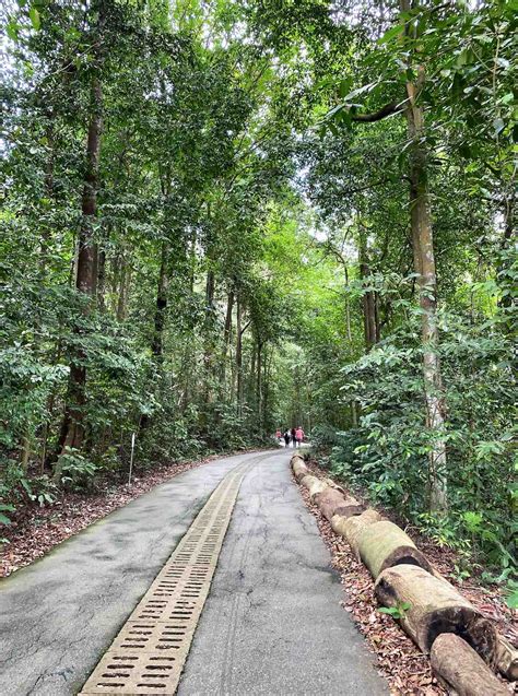 Bukit Timah Nature Reserve - Explore Singapore Hidden Nature Gem | AspirantSG - Food, Travel ...