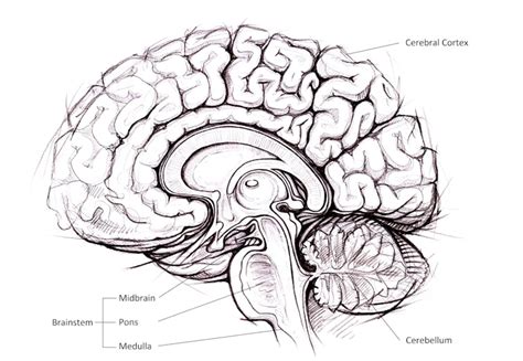 Explainer: the brain