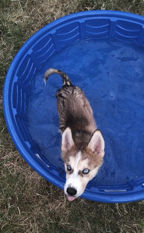 my puppy in his pool. • /r/aww | Puppy pool, Puppies, Dog pictures