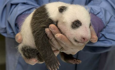 San Diego Zoo Announces Baby Panda Is A Boy | KPBS Public Media