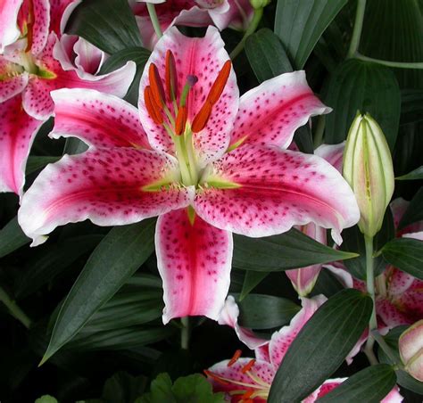 Amazon.com : Stargazer Oriental Lilies (12 Bulbs) - Freshly Dug Bulbs ...