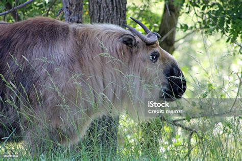 Animals In An Open Zoo In Ohio Usa The Wilds Budorcas Taxicolor ...