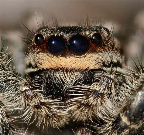 These Jumping Spiders Chase Lasers Like Cats