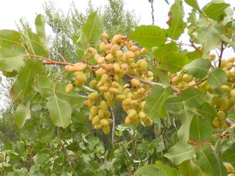 1000+ images about Pistachio tree on Pinterest | Nature, One tree and ...