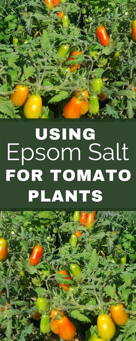 Epsom Salt On Tomato Plants - Plants BB