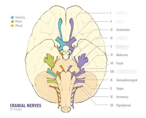 Origin Of Cranial Nerves