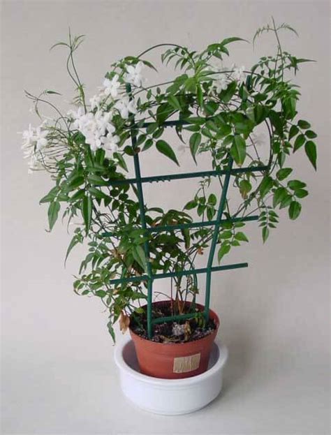 Jasminum Polyanthum (Jasmine) Guide | Our House Plants