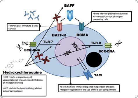 Hydroxychloroquine's mechanism of action on B cell activation The blue... | Download Scientific ...