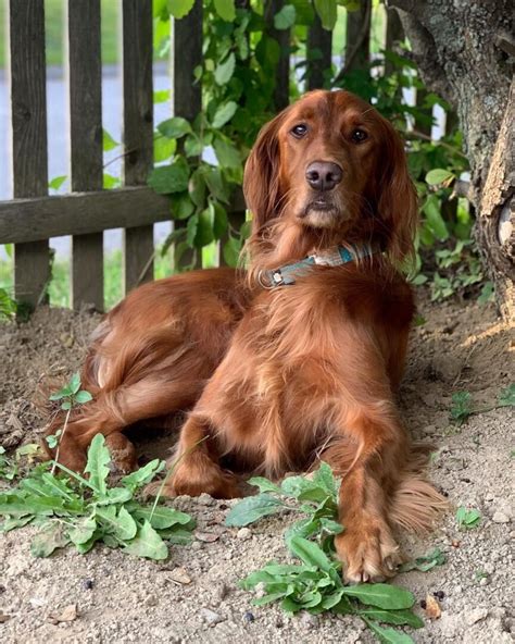 Irish Setter Mixes: 9 Unique Crossbreeds to Brighten Your Day!