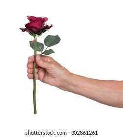 Old Hand Giving Rose Isolated On Stock Photo 302861261 | Shutterstock