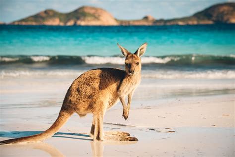 52 Fun Things to do in Australia - Cool & Unusual Activities