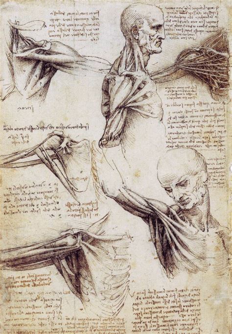 the drawings of Leonardo da Vinci