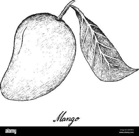 Mango Fruit Drawing