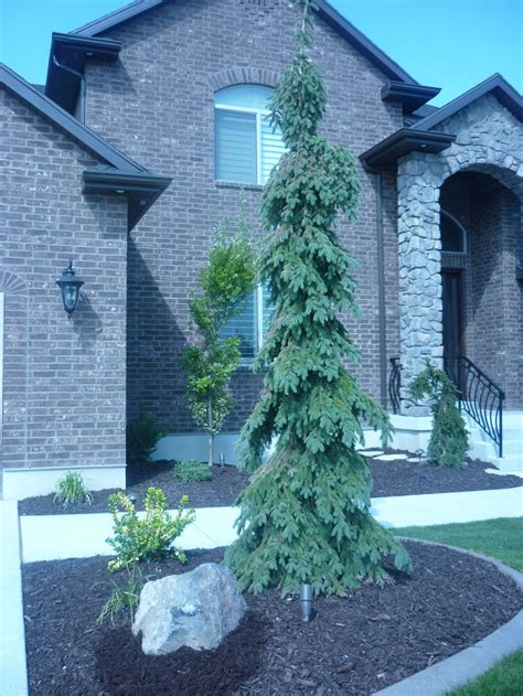 Weeping white spruce | Evergreen trees landscaping, Evergreen landscape ...