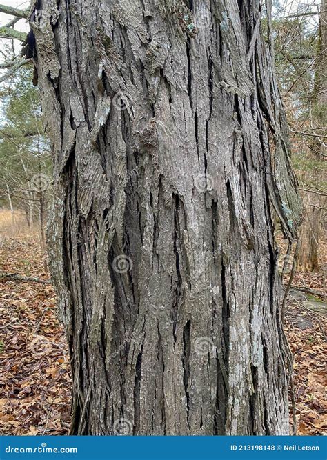 Tree Identification. Tree Bark. Mockernut Hickory. Carya Tomentosa ...