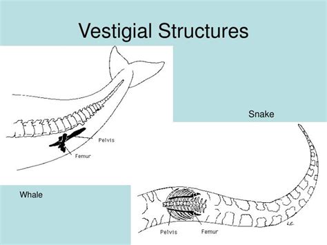 PPT - Natural Selection PowerPoint Presentation - ID:5434600