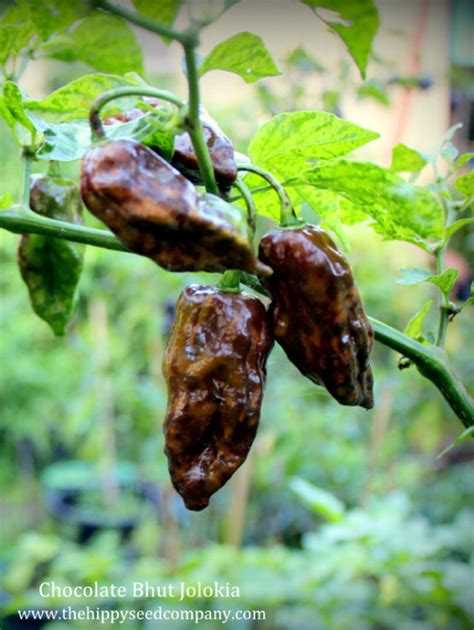 Chocolate Bhut Jolokia » The Hippy Seed Company