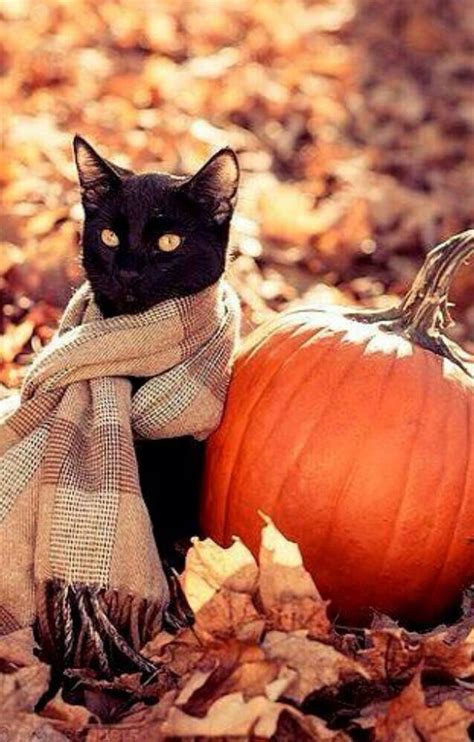 Luv my black cat in fall | Thanksgiving and Christmas wreath and ideas ...