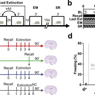 Remote fear memory is efficiently attenuated by a spaced extinction ...