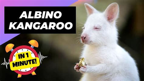 Albino Kangaroo